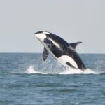 4 Hour Morning Whale Watching Tour - Authentic Traveler Perspectives