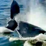 4-Hour Private Whale Watching in Puerto Vallarta - What Travelers Say