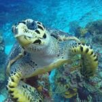 4 Hour Snorkeling Tour in Cozumel - Final Thoughts
