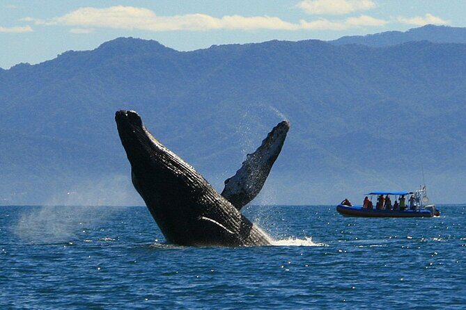 4-Hour Whale Watching Cruise in Puerto Vallarta - The Sum Up: Is It Worth It?