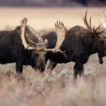4 Hour Wildlife Safari in Grand Teton National Park - Transportation, Duration, and Group Size