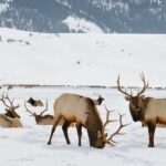 4 Hour Wildlife Safari in Grand Teton National Park - The Experience: What You Can Expect