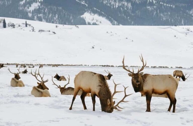 4 Hour Wildlife Safari in Grand Teton National Park - The Experience: What You Can Expect