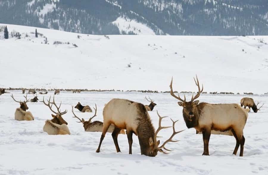 4 Hour Wildlife Safari in Grand Teton National Park - The Experience: What You Can Expect
