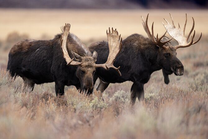 4 Hour Wildlife Safari in Grand Teton National Park - Transportation, Duration, and Group Size