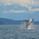 4 hour Zodiac Whale and Wildlife Tour - The Value of a 4-Hour Tour