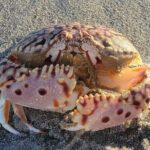 4 hours Private Eco Boat Tour Wildlife and Nature around islands - Why This Tour Works