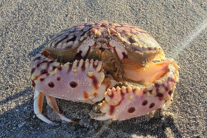 4 hours Private Eco Boat Tour Wildlife and Nature around islands - Why This Tour Works