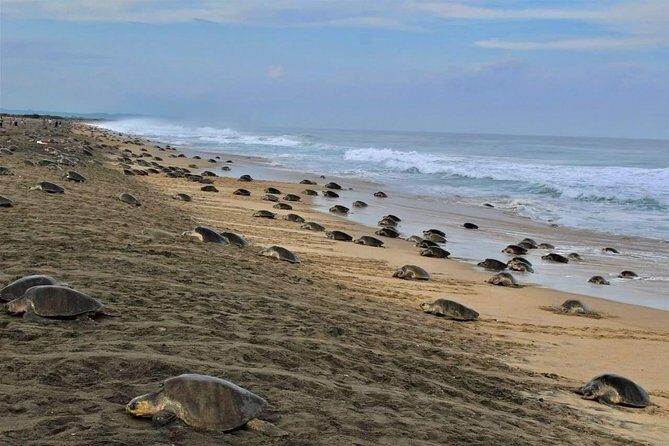 4 in 1 Tour - Mazunte, Cacao Factory, La Ventanilla National Park & Turtle Spawn - Transportation, Group Size, and Practicalities