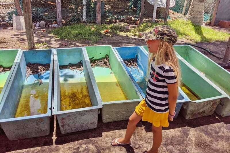 4-in-1 Tour - Mazunte, Cacao Factory & Turtle Spawn/Release - A Full Breakdown of What to Expect