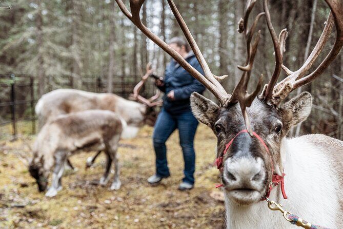 45 Minute Private Reindeer Tour - Practical Considerations
