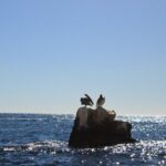 45 Minute Transparent Boat Ride to the Arch of Cabo San Lucas - Who is This Tour Best For?