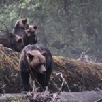 4hr Custom Private Tour of Ketchikan (14 People) Wildlife + More - How Does the Cost Reflect Value?