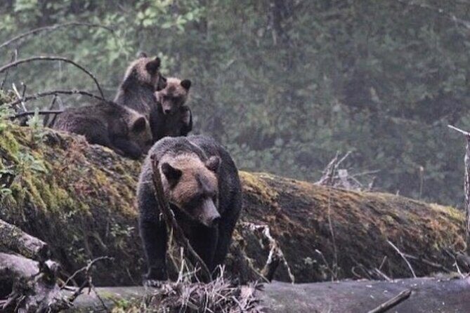 4hr Custom Private Tour of Ketchikan (14 People) Wildlife + More - How Does the Cost Reflect Value?