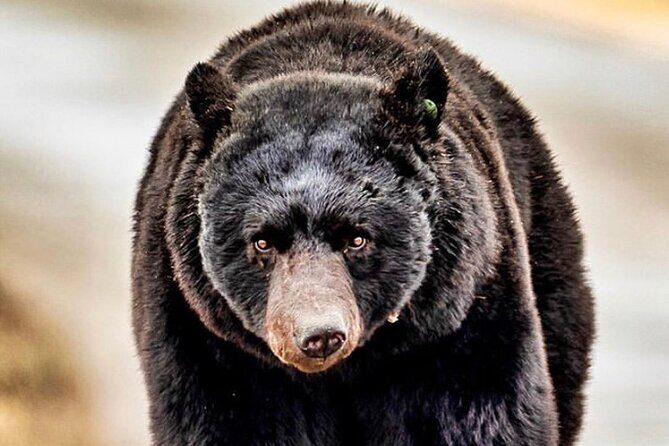 4hr Ketchikan Private custom tour (4 people) Wildlife + More - Who Should Book This Tour?