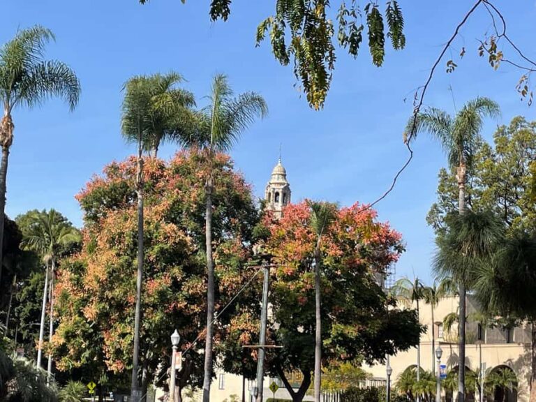 5 1/2 Hour Private Tour of San Diego in a Lexus ES300H - The Practicalities: What to Expect