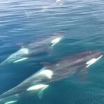 5 Day Jetski Expedition: Southeast Alaskan Adventure from Juneau - What Sets This Tour Apart