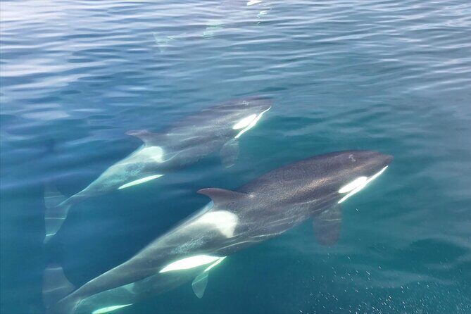 5 Day Jetski Expedition: Southeast Alaskan Adventure from Juneau - What Sets This Tour Apart