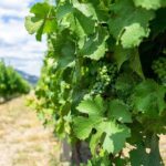 5 Day Okanagan Wine Tour by Minibus - What the Reviews Say