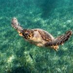 5-in-1 Cancun Snorkeling Tour with Sea Life & Transport Included - What’s Included and What’s Not