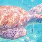 5H 42' Azimut Yacht All-Inclusive from Tulum & Playa del Carmen. - Analyzing the Price and Value