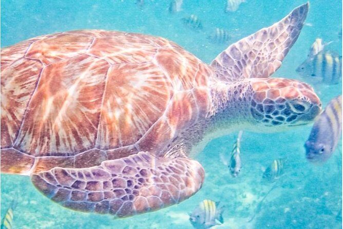 5H 42' Azimut Yacht All-Inclusive from Tulum & Playa del Carmen. - Analyzing the Price and Value