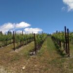 6 Hour Napa or Sonoma Wine Tour in Private Limousine - Who Should Consider This Tour?