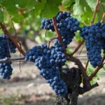 6 Hour Sonoma Boutique Wine Tour-Private Black Car,up to 6 Guests - FAQ