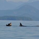 6 hour Zodiac Whale Watching Tour - Why This Tour Excels: Insights from Reviews