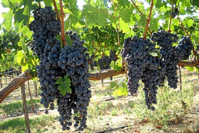 6-Hours Customized Private SONOMA Valley Wine Tour From San Francisco Bay Area - Transportation and Comfort