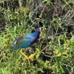 60 Minutes Small Group Everglades Airboat Ride in Miami - The Verdict: Who Will Love This Tour?