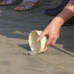 6Hr Cruise or Hotels City Tour, Divers, Baby Turtles Peace Chapel - Analyzing the Value