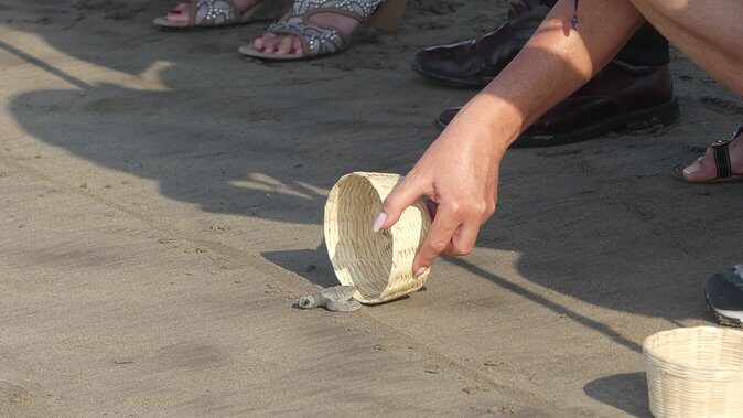 6Hr Cruise or Hotels City Tour, Divers, Baby Turtles Peace Chapel - Analyzing the Value