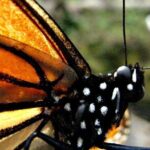 7 Day-Monarch Butterfly Ecofriendly Tour in Mexico - Who Should Consider This Tour?