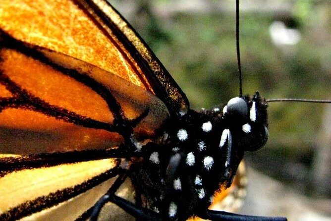 7 Day-Monarch Butterfly Ecofriendly Tour in Mexico - Who Should Consider This Tour?