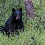 7 Days Canadian Rockies Camping Tour Package - Who Is This Tour Best For?