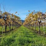 8 Hour Private Wine Country Tour (Sedan, SUV or Limo) - FAQ