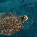 90 Minute Waikiki Turtle Canyon Snorkel - The Itinerary in Detail