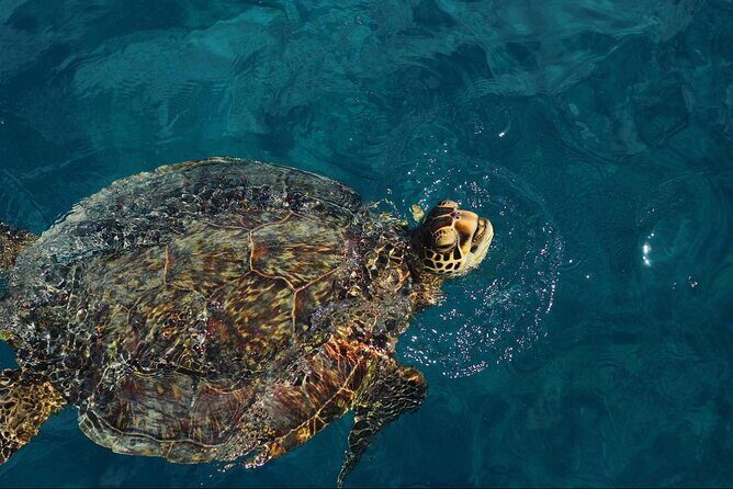 90 Minute Waikiki Turtle Canyon Snorkel - The Itinerary in Detail