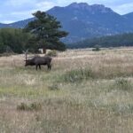 A Rutin' Good Time; Elk Tour in Rocky Mountain National Park - Breaking Down the Itinerary