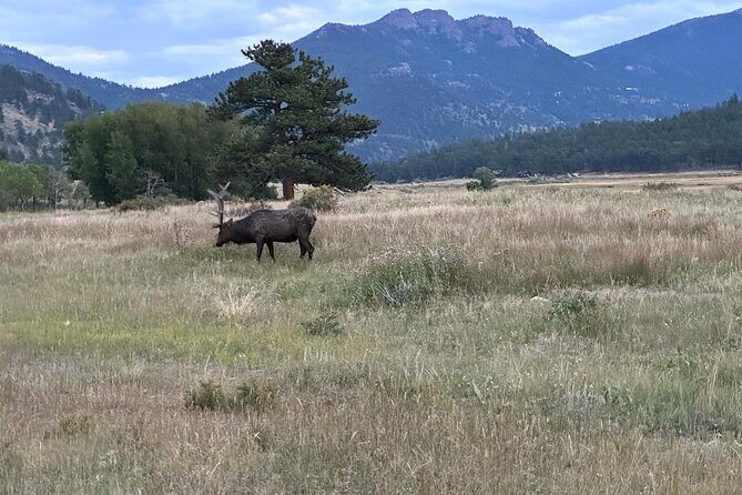 A Rutin' Good Time; Elk Tour in Rocky Mountain National Park - Breaking Down the Itinerary