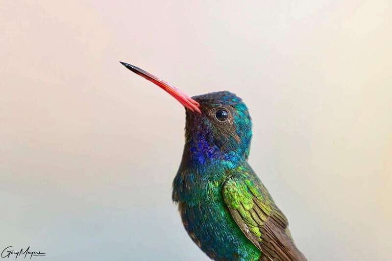 Acapulco: Early Birding Feathered Wonders with Breakfast - Practical Tips for Travelers