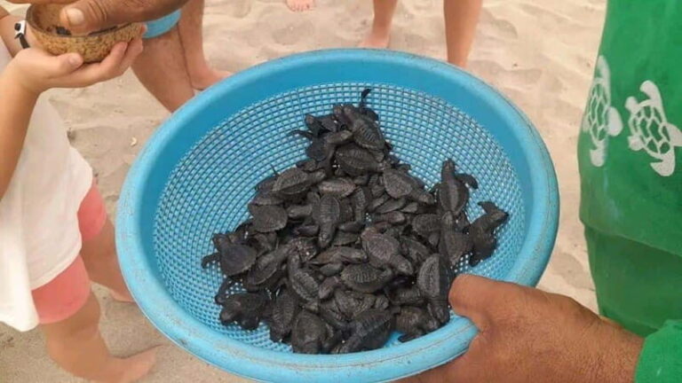 Acapulco: Turtle Release Experience - Final Thoughts