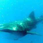 Adventure and Snorkel with the Whale Shark From Playa del Carmen - The Conservation Focus
