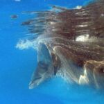 Adventure and Snorkel with the Whale Shark from Puerto Morelos - What You’ll Love About This Tour