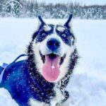 Adventure Awaits Dog Sledding on Stunning Alaskan Trails - Valuing the Cost