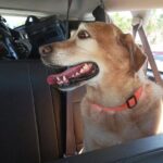 Affordable VIP Private Transportation- "ELEVATE YOUR JOURNEY" - Is This Tour Right for You?