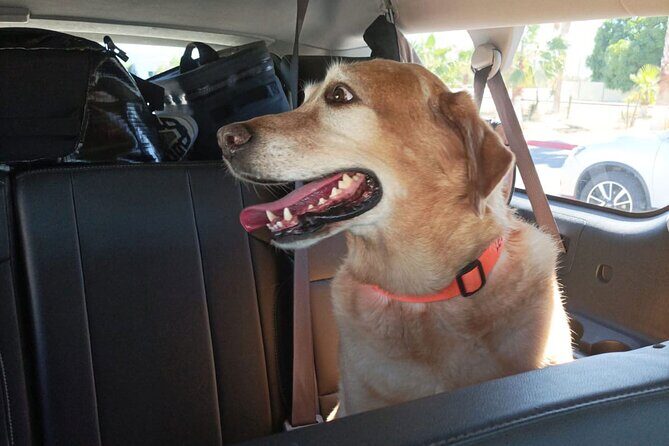 Affordable VIP Private Transportation- "ELEVATE YOUR JOURNEY" - Is This Tour Right for You?