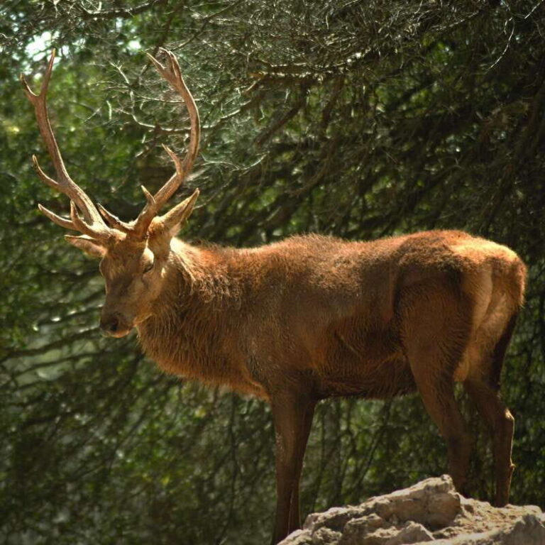 Africam Safari Conservation Park - The Cost and Value