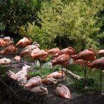 Africam safari (private tour) - Practical Details